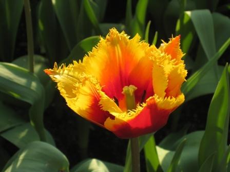 eden project flowers				